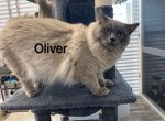 Meesha and Oliver - Ragdoll Cat For Sale - Bowling Green, MO, US