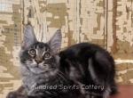 Vera - Maine Coon Cat For Sale - Bowling Green, MO, US