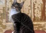Victoria - Maine Coon Cat For Sale - Bowling Green, MO, US
