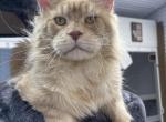 Juniper and Percy - Maine Coon Cat For Sale - Bowling Green, MO, US