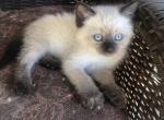 Ragamese female - Siamese Kitten For Sale - Gainesville, MO, US