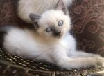 Lilac Ragamese male 1 - Siamese Cat For Sale - Gainesville, MO, US