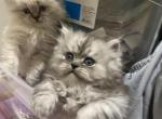 Milo - Persian Cat For Sale - Bowie, MD, US