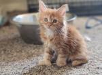 New litter city of mainecoons - Maine Coon Cat For Sale - Apopka, FL, US