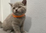 Scottish kittens - Scottish Straight Cat For Sale - Auburn, WA, US