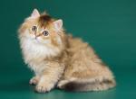 Morti black golden ticked british longhair boy - Persian Cat For Sale - Dallas, TX, US