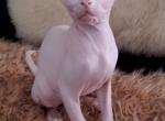 Simba - Sphynx Cat For Sale - Thurmont, MD, US