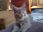 Alice - Maine Coon Cat For Sale - Tonasket, WA, US