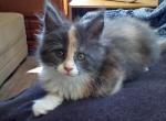 Anastasia - Maine Coon Cat For Sale - Tonasket, WA, US