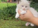 Chocolate bicolor female - Ragdoll Cat For Sale - Minerva, OH, US