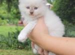 Chocolate point - Ragdoll Cat For Sale - Minerva, OH, US