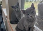 Misty and Jade Litter - Russian Blue Kitten For Sale - Hallsville, MO, US