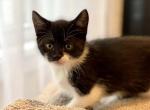 Dottie - Domestic Kitten For Sale - Westfield, MA, US