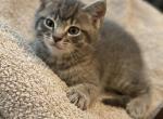 Swirl - Domestic Cat For Sale - Westfield, MA, US