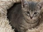 Stripes - Domestic Cat For Sale - Westfield, MA, US