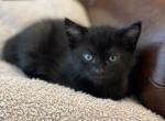 Gypsy - Domestic Kitten For Sale - Westfield, MA, US