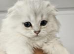 Liam Scottish Fold Long haired Boy Silver - Scottish Fold Cat For Sale - Odessa, FL, US