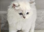 Linus Scottish Fold Long haired boy Chinchilla - Scottish Fold Cat For Sale - Odessa, FL, US