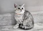 Kesha Scottish Fold Silver Spotted Female - Scottish Fold Cat For Sale - Odessa, FL, US