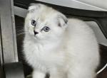 Jelly Bean Scottish Fold Colorpoint Girl - Scottish Fold Cat For Sale - Odessa, FL, US