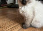 Tres Belle Balinese - Balinese Cat For Sale - CA, US