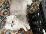 Lexi - Persian Cat For Sale - Farmington, MI, US