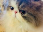 Sky the Magnificent - Persian Cat For Sale - West Palm Beach, FL, US