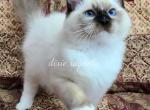 Chase - Ragdoll Cat For Sale - Port Orange, FL, US