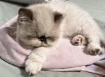Spotty - Himalayan Kitten For Sale - Daytona Beach, FL, US