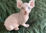 American boy - Sphynx Kitten For Sale - Vernon Hills, IL, US