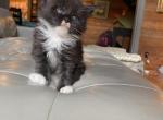 H3 litterHendrix - Maine Coon Cat For Sale - Buford, GA, US