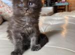 H3litter Hermione - Maine Coon Cat For Sale - Buford, GA, US