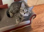 Tiger - Scottish Straight Cat For Sale - Brooklyn, NY, US