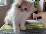 Male Persian kitten - Persian Cat For Sale - MA, US