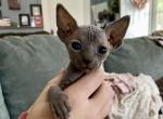 Cookie - Sphynx Cat For Sale - Lubbock, TX, US