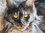 Macska - Maine Coon Cat For Sale - Riverside, CA, US