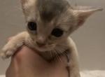 Yoda - Abyssinian Kitten For Sale - Brooklyn, NY, US