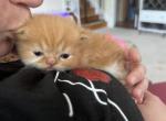 Golden litter - Persian Cat For Sale - 