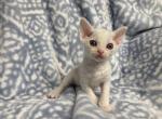 Artemis - Devon Rex Cat For Sale - Portsmouth, VA, US