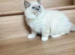 Blue Blaze Girl - Ragdoll Cat For Sale - Fontana, CA, US