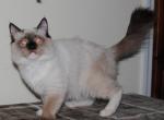 Seal Mitted Ragdoll Male - Ragdoll Cat For Sale - Shippensburg, PA, US