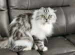 Jasmine Scottish Fold Long Haired lady - Scottish Fold Cat For Sale - Odessa, FL, US