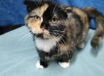 Zoe Scottish Fold Kilt Munchkin - Scottish Fold Cat For Sale - Odessa, FL, US