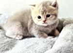 purple - British Shorthair Kitten For Sale - Rancho Cucamonga, CA, US