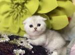 The cuties - Scottish Fold Kitten For Sale - Fort Wayne, IN, US