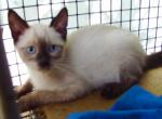 Sealpoint boy - Siamese Kitten For Sale - Walterboro, SC, US