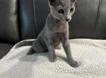 Russian Blue female - Russian Blue Cat For Sale - Orlando, FL, US