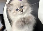 Bella - Siberian Cat For Sale - Bonita Springs, FL, US