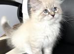 Bonita - Siberian Cat For Sale - Bonita Springs, FL, US