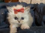 Whipped Cream - Exotic Cat For Sale - Boistfort, WA, US